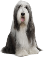 Bearded Collie